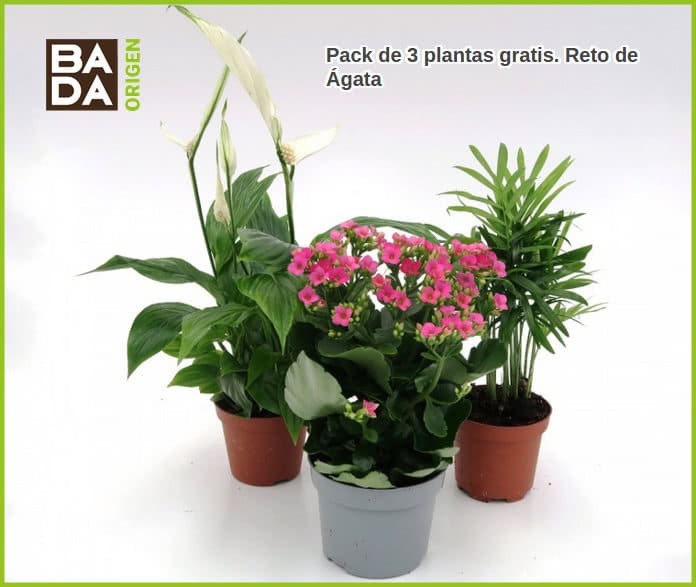 bada-origen-reto-de-ágata-3-plantas libres 